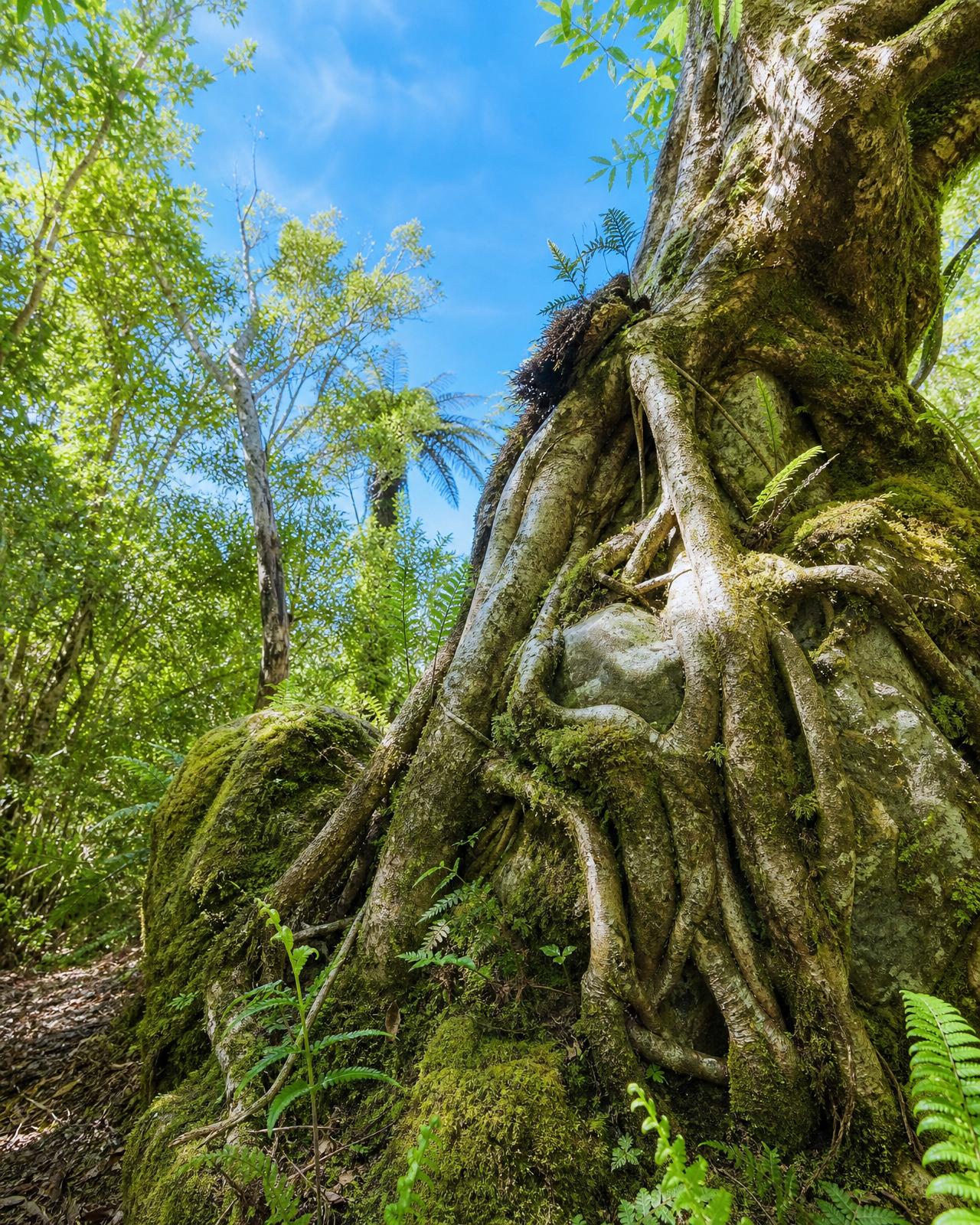 Resilient native tree roots gripping warm ochre earth and stone